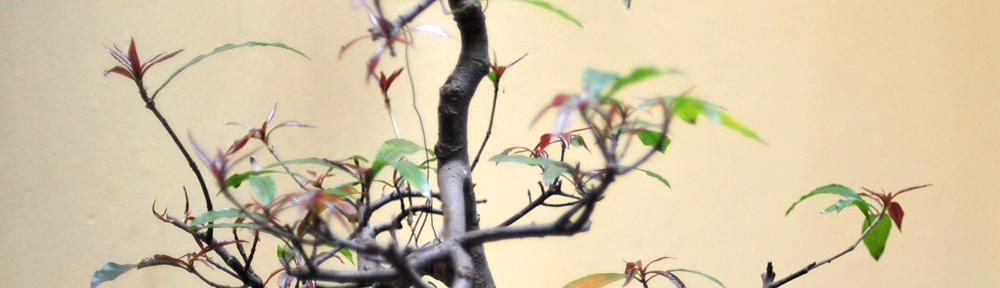 Dr Alicia Ellis / Marion Road Psychology